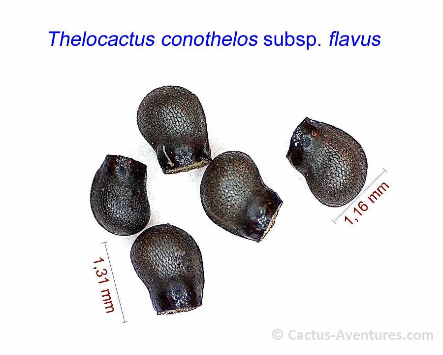 Thelocactus conothelos subsp. flavus ex panarottoi